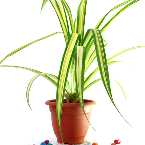 Chlorophytum Comosum - Spider Plant Plant