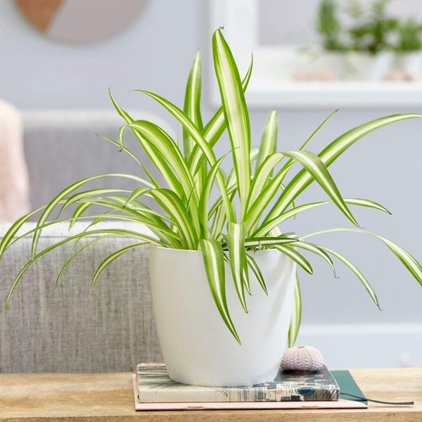 Chlorophytum Comosum - Spider Plant Plant - Image 2