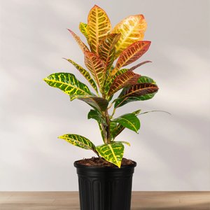 Croton Codiaeum Petra - Plant - Image 2