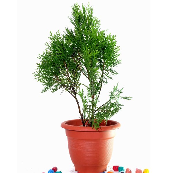 Cypress Green / Thuja - Plant