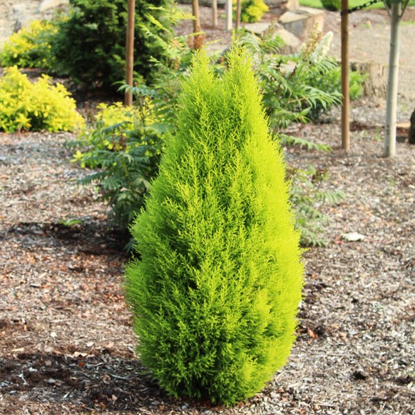 Cypress Green / Thuja - Plant - Image 2