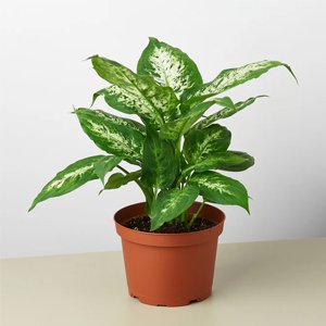 Dieffenbachia Amoena Tropic Snow - Plant - Image 2