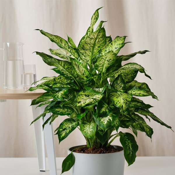 Dieffenbachia Compacta - Plant - Image 2
