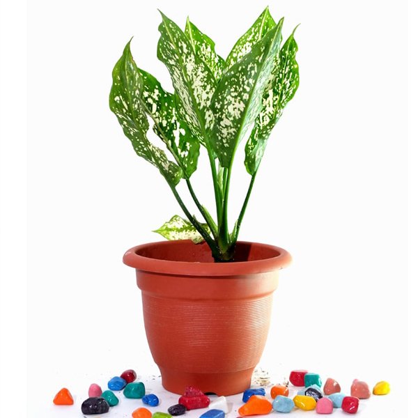 Dieffenbachia Compacta - Plant