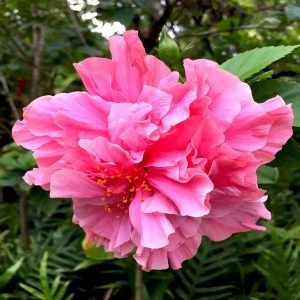 Hibiscus Plant – Double Pink