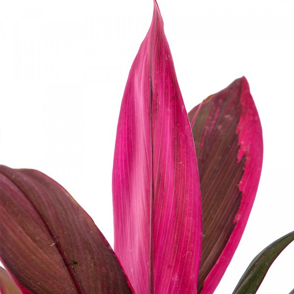 Dracaena Mahatma Plant - Image 2