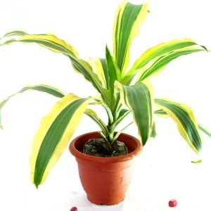 Dracaena Victoria - Plant