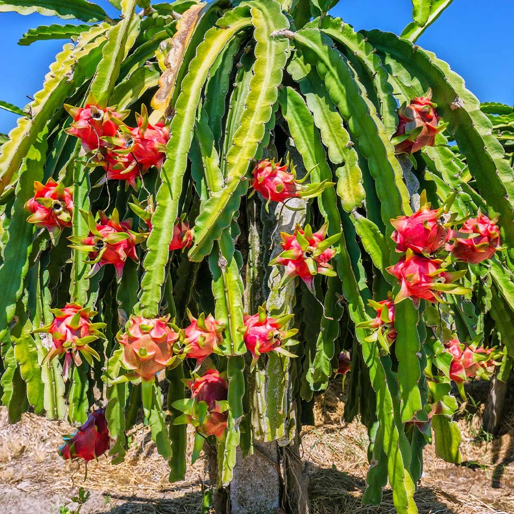 Dragon Fruit, Pitaya, Ajagar Phal