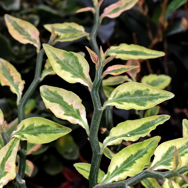 Euphorbia Tithymaloides Succulent Plant - Image 2