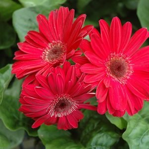 Gerbera Daisy Red Gerbera jamesonii