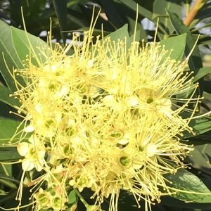 First Love  Xanthostemon Chrysanthus