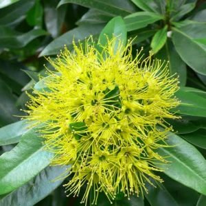 First Love Xanthostemon Chrysanthus - Image 2