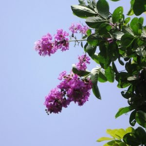 Furush / Crape myrtle-pink