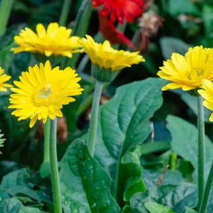 GERBERA DAISY Yellow - Image 2