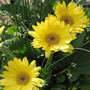 GERBERA DAISY Yellow