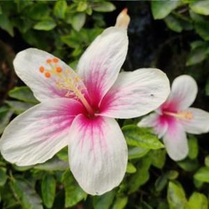 Hibiscus Plant – White with Pink Cente