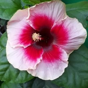 Bi-color Hibiscus  Plant