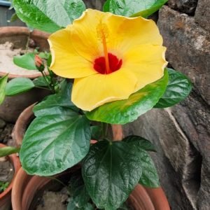 BI-COLOR HIBISCUS  PLANT