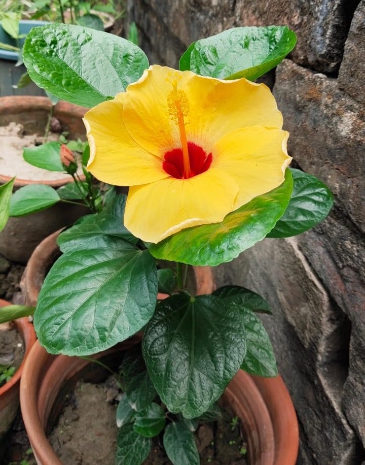 BI-COLOR HIBISCUS PLANT