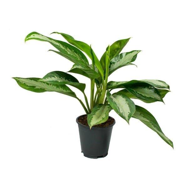 Aglaonema Jubilee Petite