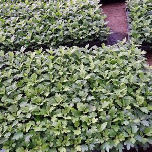Chrysanthemum / Chandramallika Seedlings Crates