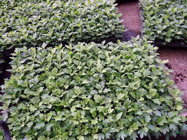 Chrysanthemum / Chandramallika Seedlings Crates