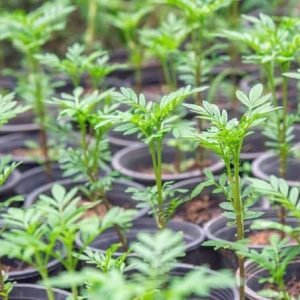 Marigold Seedlings