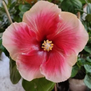 Bi-Color Hibiscus Plant
