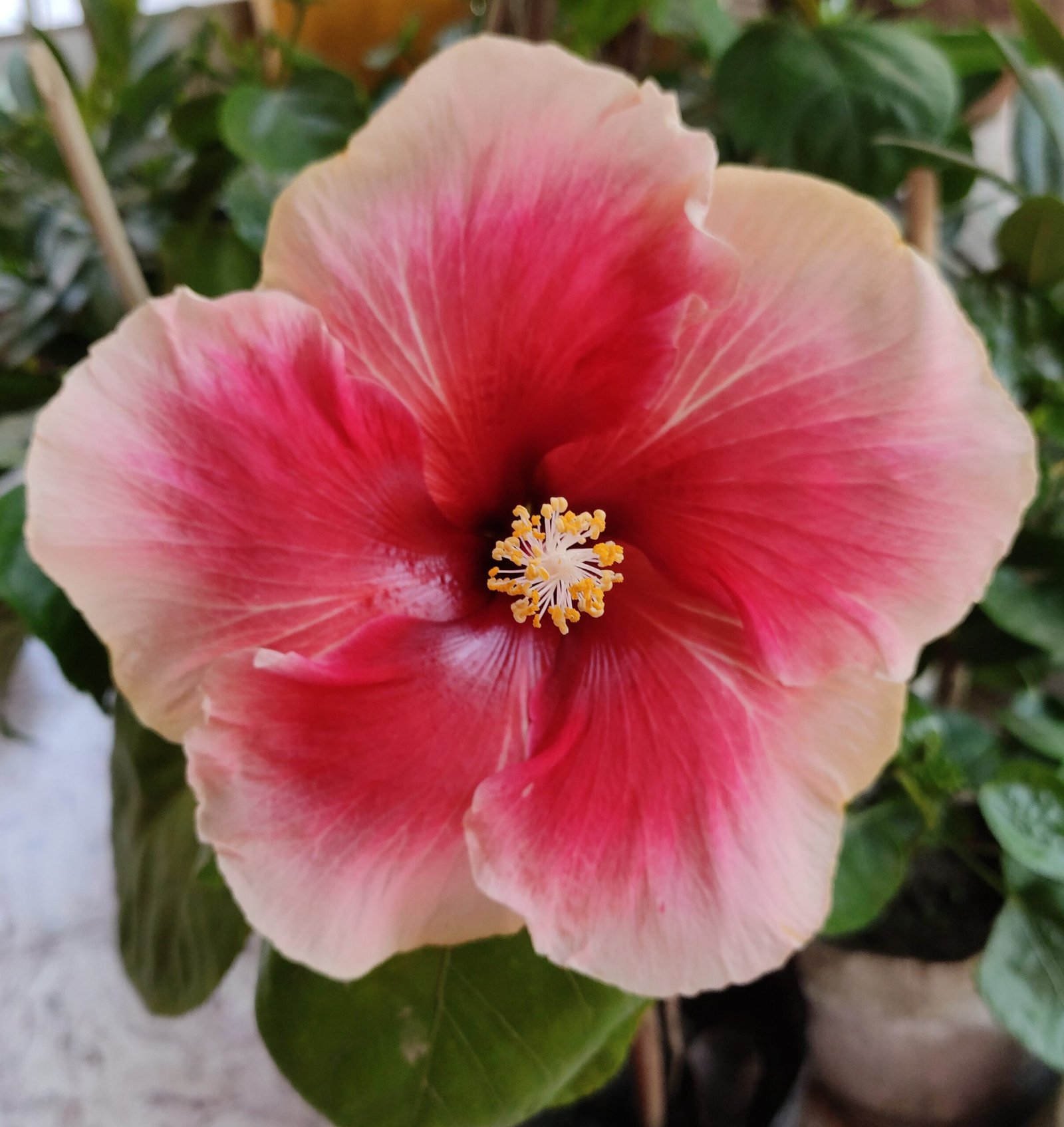Bi-Color Hibiscus Plant