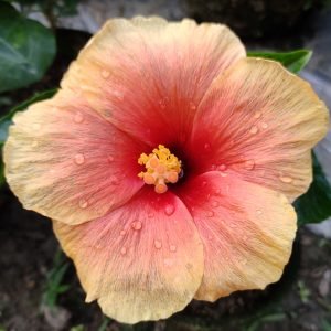 Hibiscus rosa-sinensis