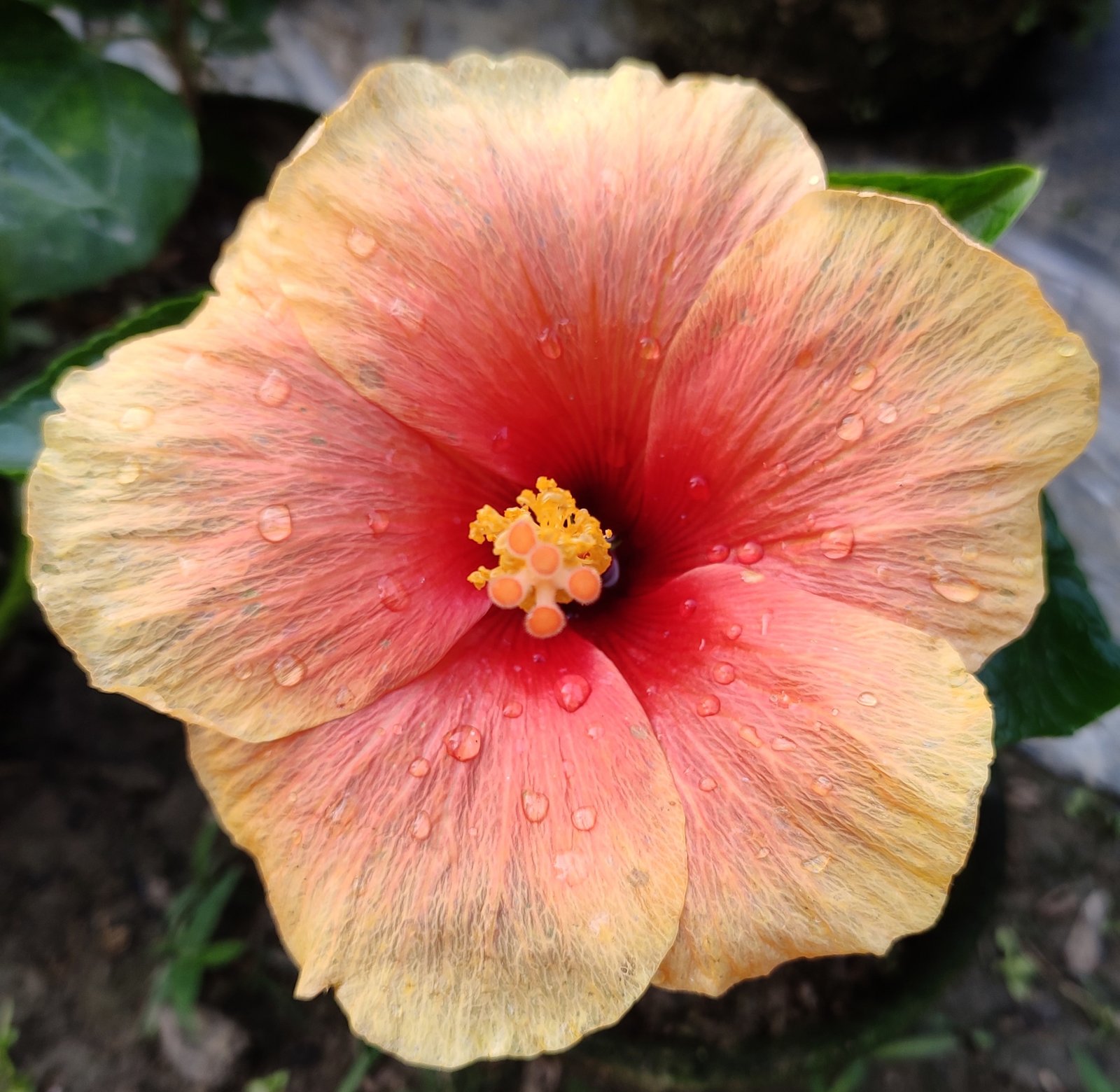 Hibiscus rosa-sinensis