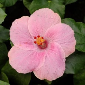 Hibiscus rosa-sinensis