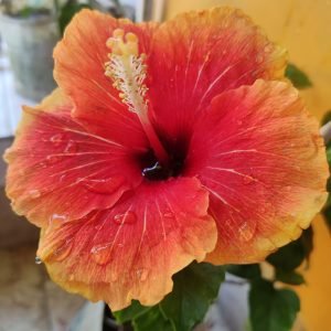 Bi-Color Hibiscus Plant