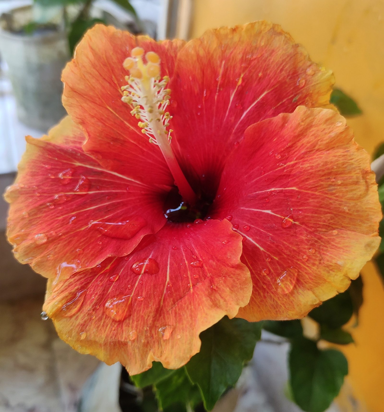 Bi-Color Hibiscus Plant