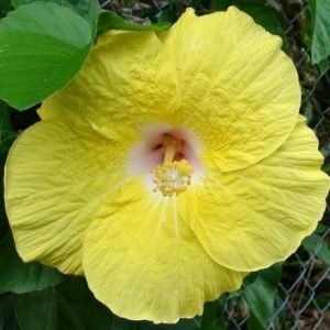 Yellow Hibiscus Plant nurseryonclick