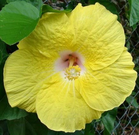Yellow Hibiscus Plant nurseryonclick
