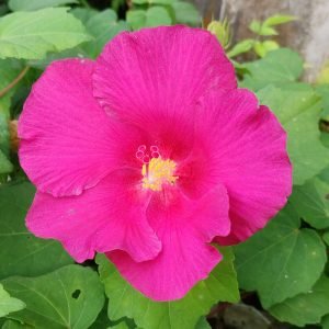 Hibiscus Mutabilis Plant