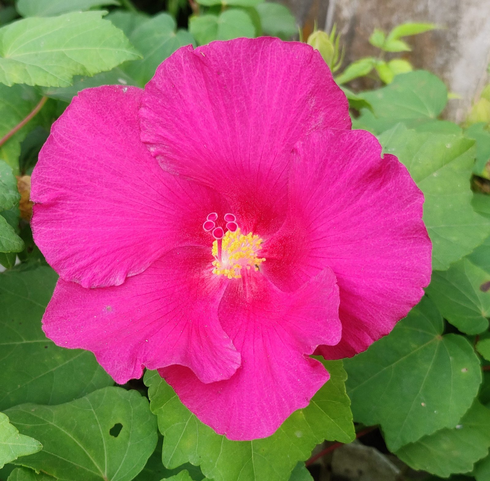 Hibiscus Mutabilis Plant