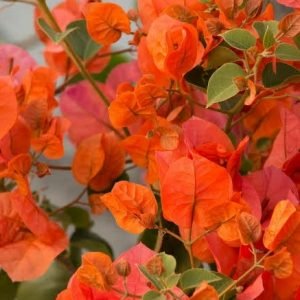 Bougainvillea Orange Plant