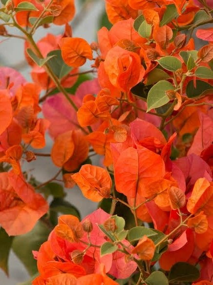 Bougainvillea Orange Plant