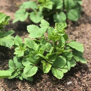 Dahlia Seedling Plant (Pack of 102 Plants)