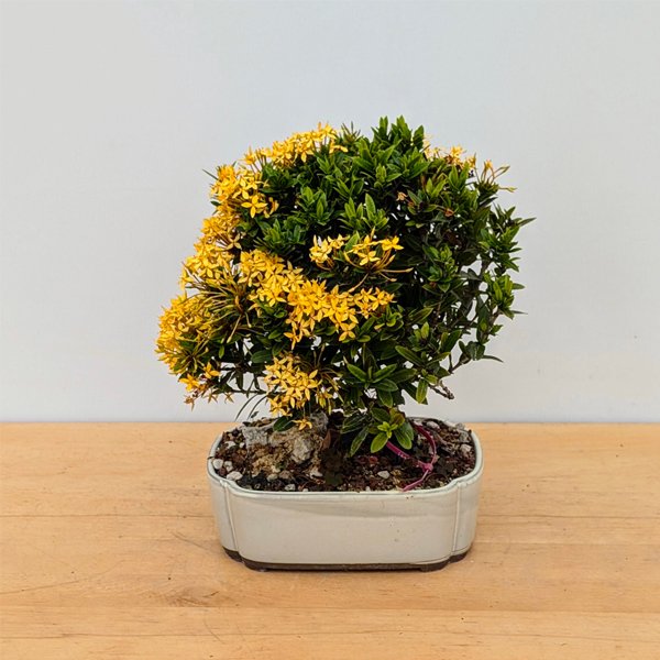IXORA MINI DWARF Yellow - PLANT - Image 2
