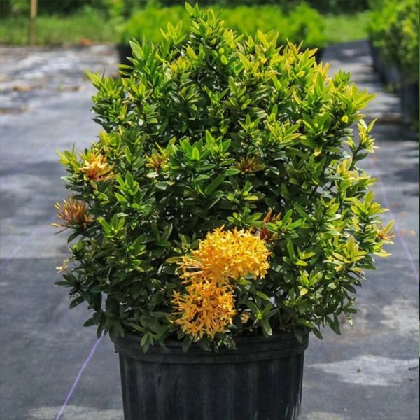 IXORA MINI DWARF Yellow - PLANT - Image 3