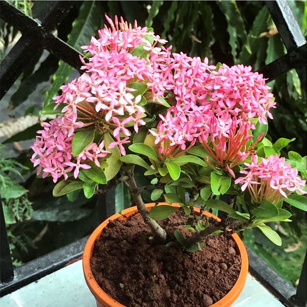 Ixora Mini Dwarf Pink Plant - Image 2
