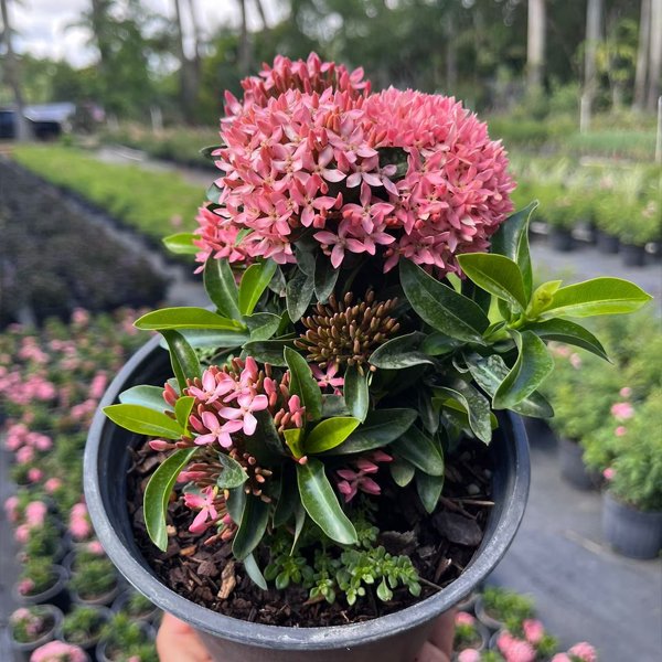 Ixora Mini Dwarf Pink Plant