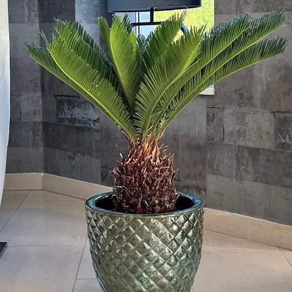 Khurma Cycad Tree - Image 2
