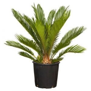 Khurma Cycad Tree