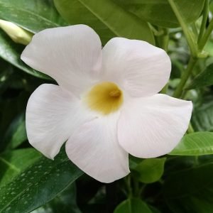 White Mandevilla
