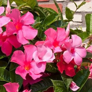 Pink Mandevilla NOC Plants