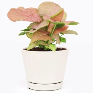 Pink Syngonium - Plant